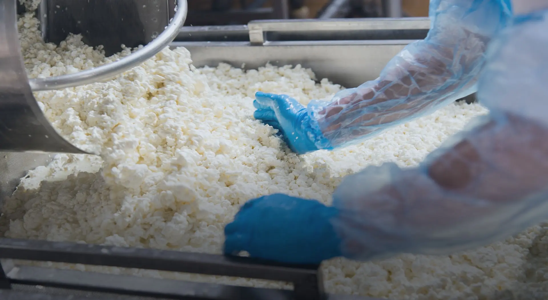 Close-up of a cheese-making process in a dairy facility. A worker wearing blue gloves and protective sleeves is handling fresh curds in a large stainless steel container.