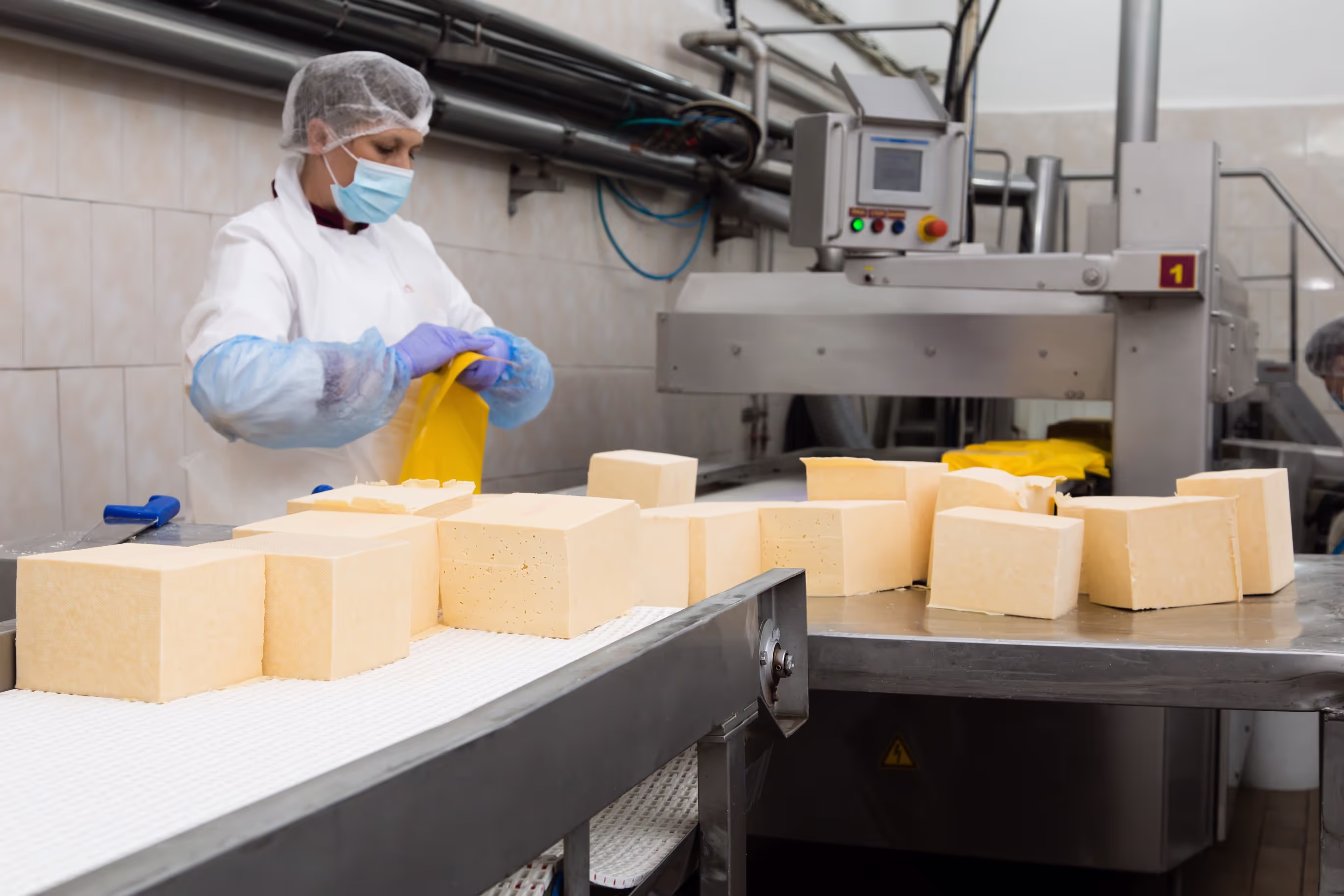 A worker in a dairy processing facility wearing protective gloves and a white uniform packaging large blocks of cheese. The cheese blocks are placed on a conveyor belt, and the worker is preparing yellow packaging for sealing.