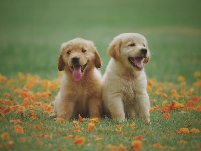 Animal and Pet Therapies for Autism