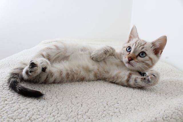 Can Cats Have Autism? Signs Of Autism In Cats