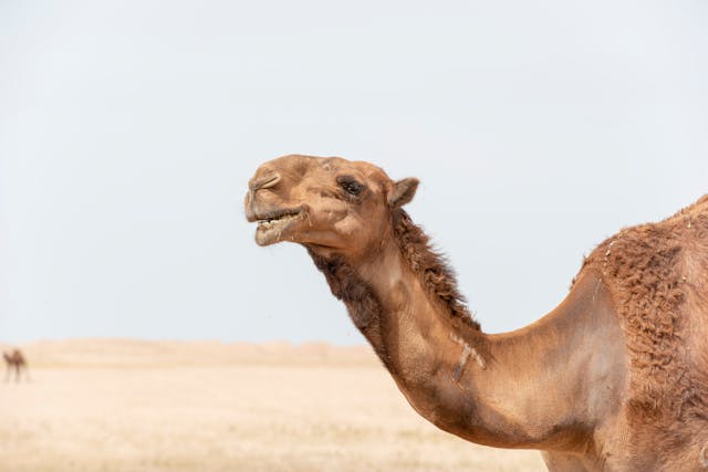 Camel Milk for Autism: What are the Benefits?