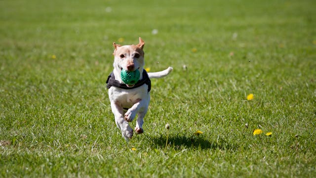 Choosing a Dog for Autism: The Best Dog Breeds