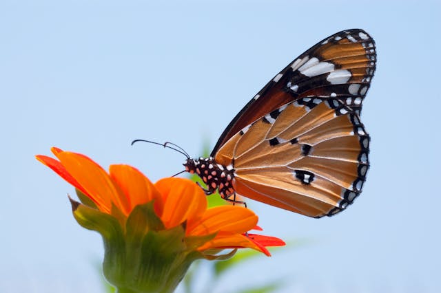 New Mexico Autism Society Resources