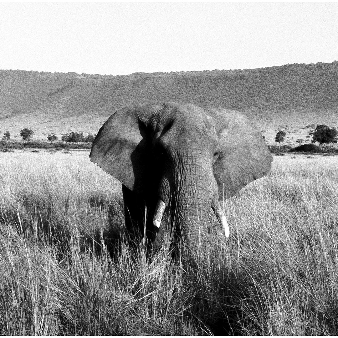 Image showing an elephant, taken in Kenya