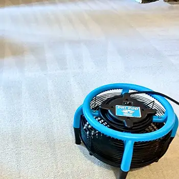 Carpet Cleaning in Sunderland by Local 