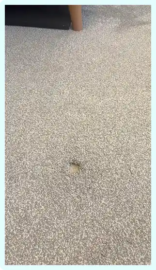 Close-up of a gray carpet with a small, visible burn or damaged spot near a wooden furniture leg.