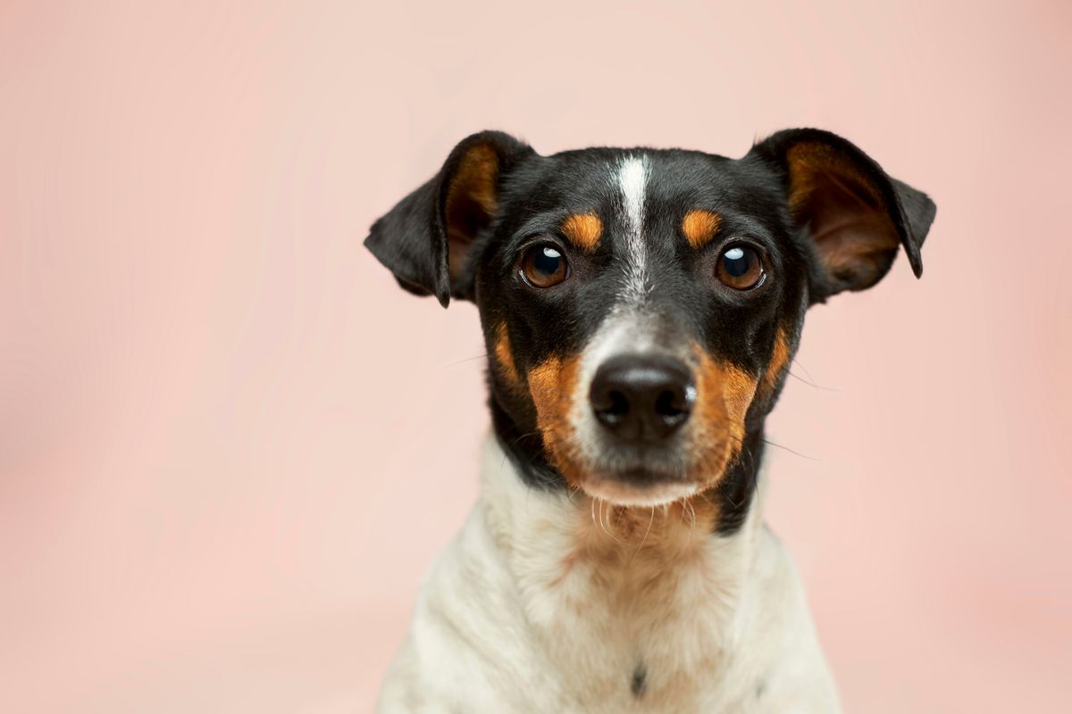 Enhancing the Pet Grooming Experience with AI: Introducing Helpbase Automation
