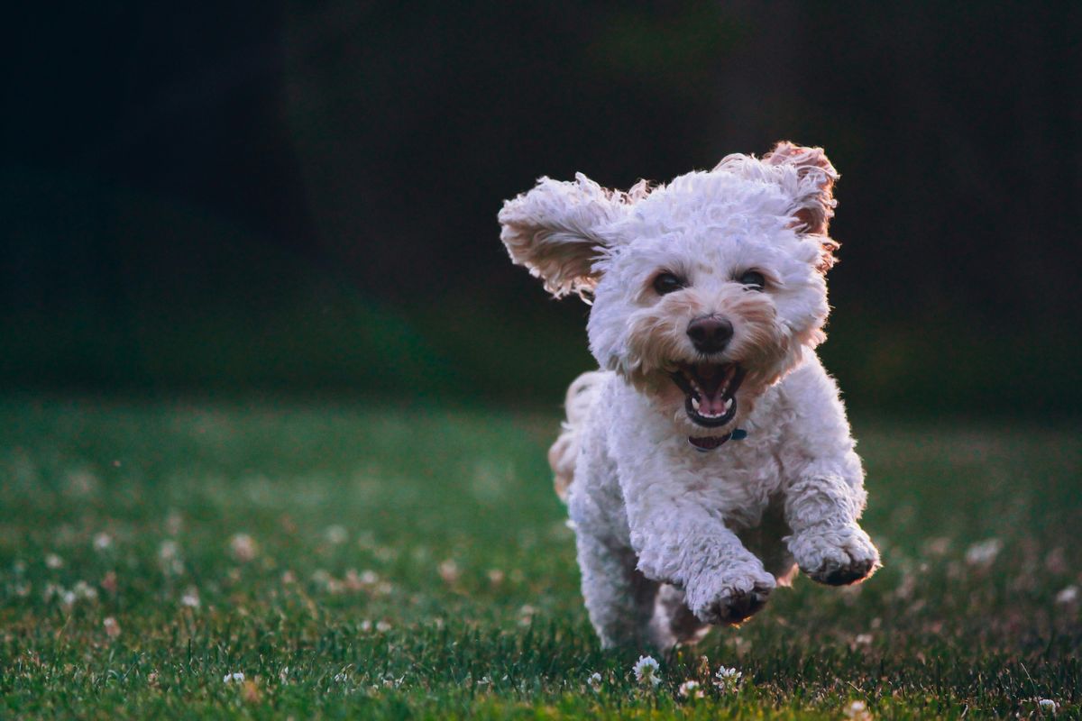 How AI-transformed Customer Service Increases Satisfaction for Pet Boarding Facility Clients