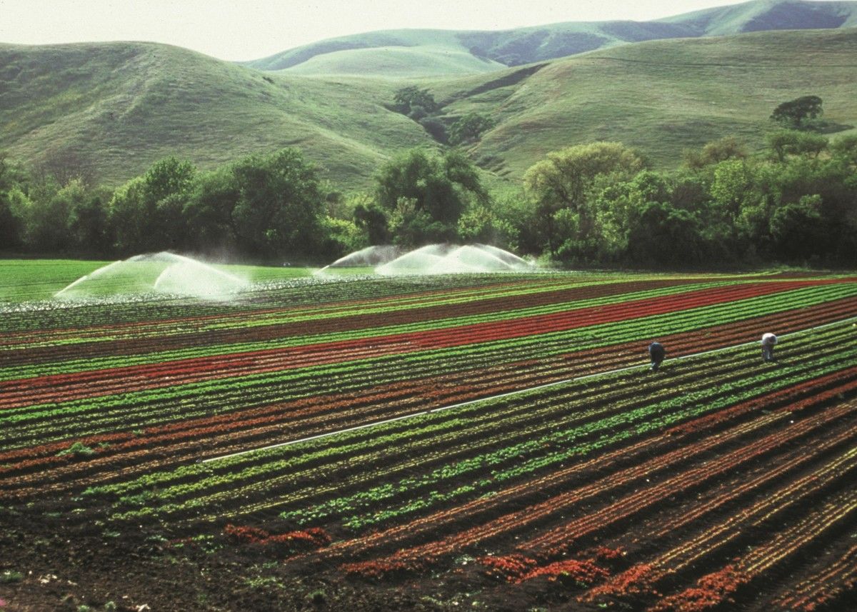 Optimize Supply Chain from Farm to Table