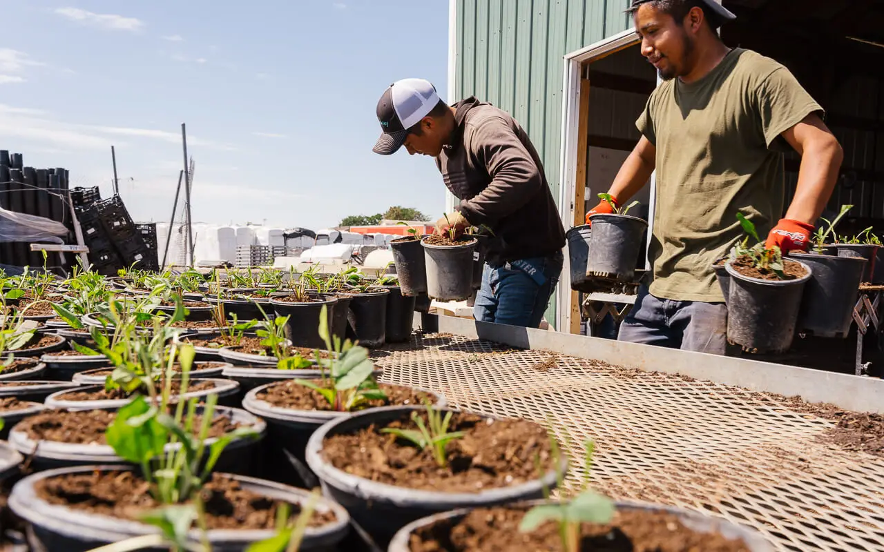 Two landscapers arrange product