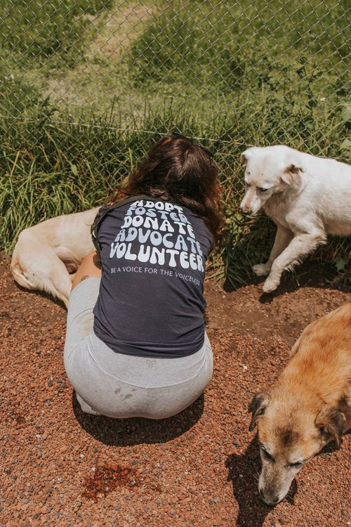 SPR team member bending down to pet three rescue dogs