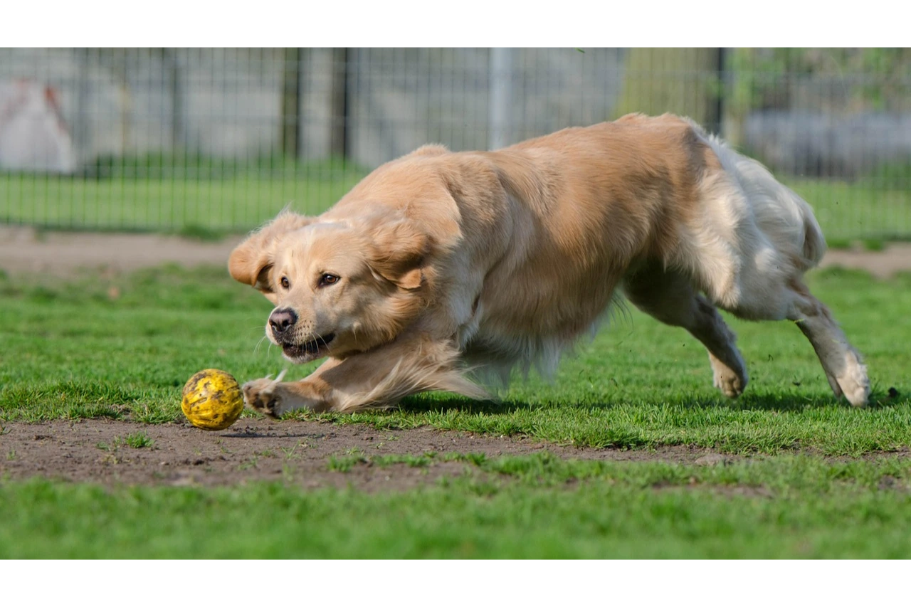 Hundepension eröffnen