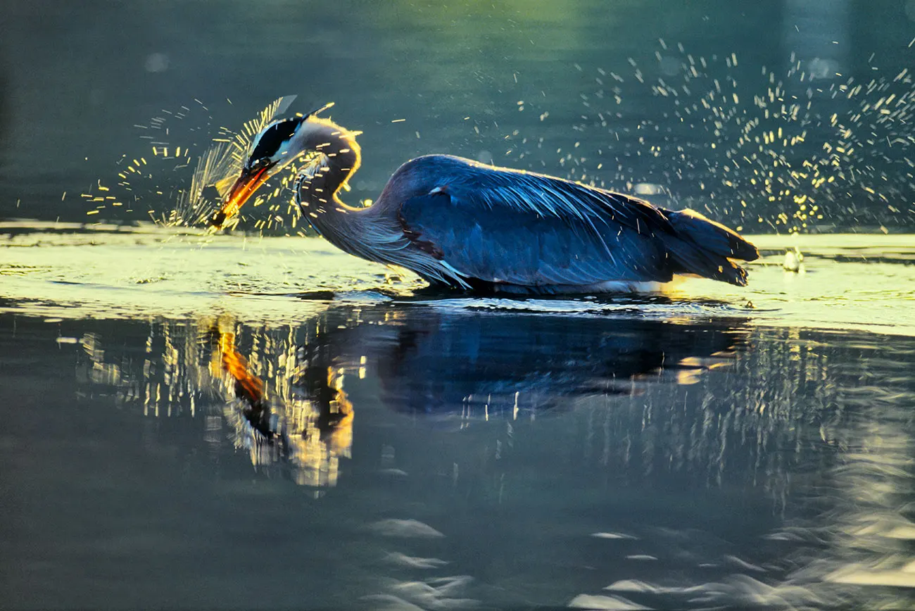 Great blue heron striking at prey in golden-lit shallows, water droplets exploding around its bill, reflection shimmering below.