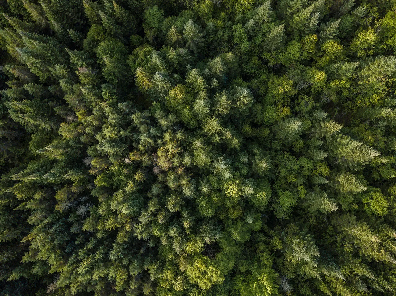 Aerial view of dense boreal forest canopy, a mix of conifers and deciduous trees stretching in every direction near Confusion Lake.
