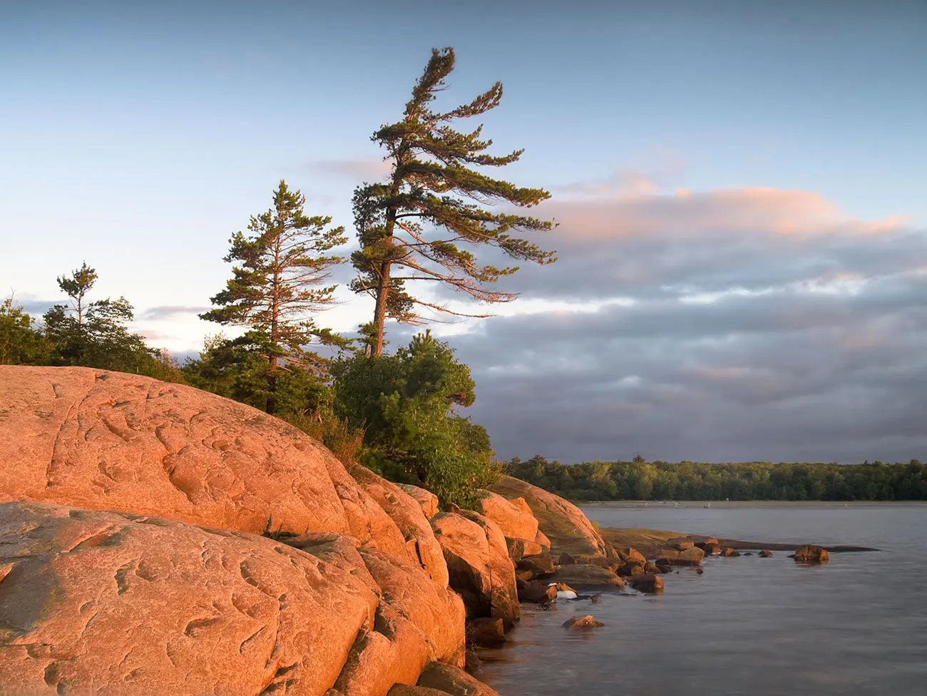 Wind-sculpted white pines glow in golden sunset light atop pink granite shoreline boulders along Crooked Lake.