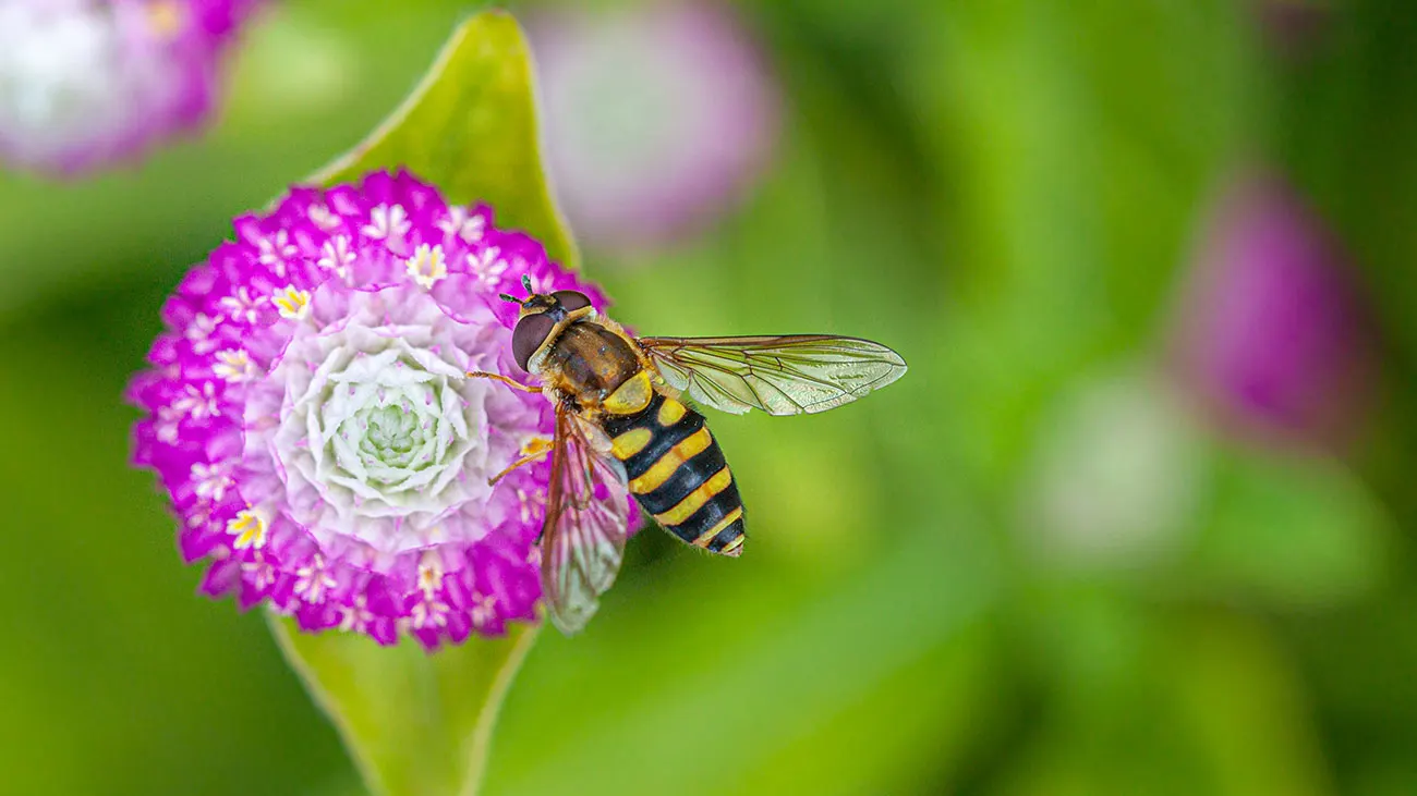 A hoverfly with yellow-and-black banded abdomen feeding on a pink globe amaranth bloom, with a softly blurred green garden background.