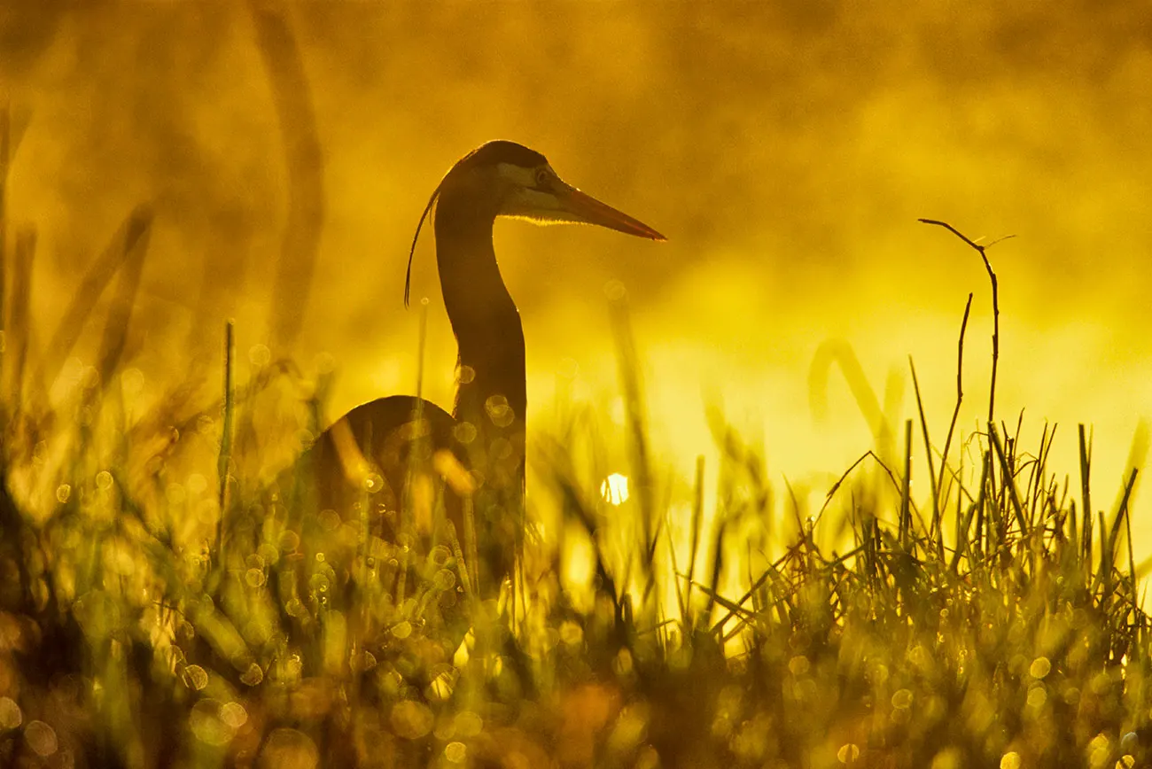 Great blue heron silhouetted against golden sunrise light, standing among dew-covered marsh grasses at the water's edge.