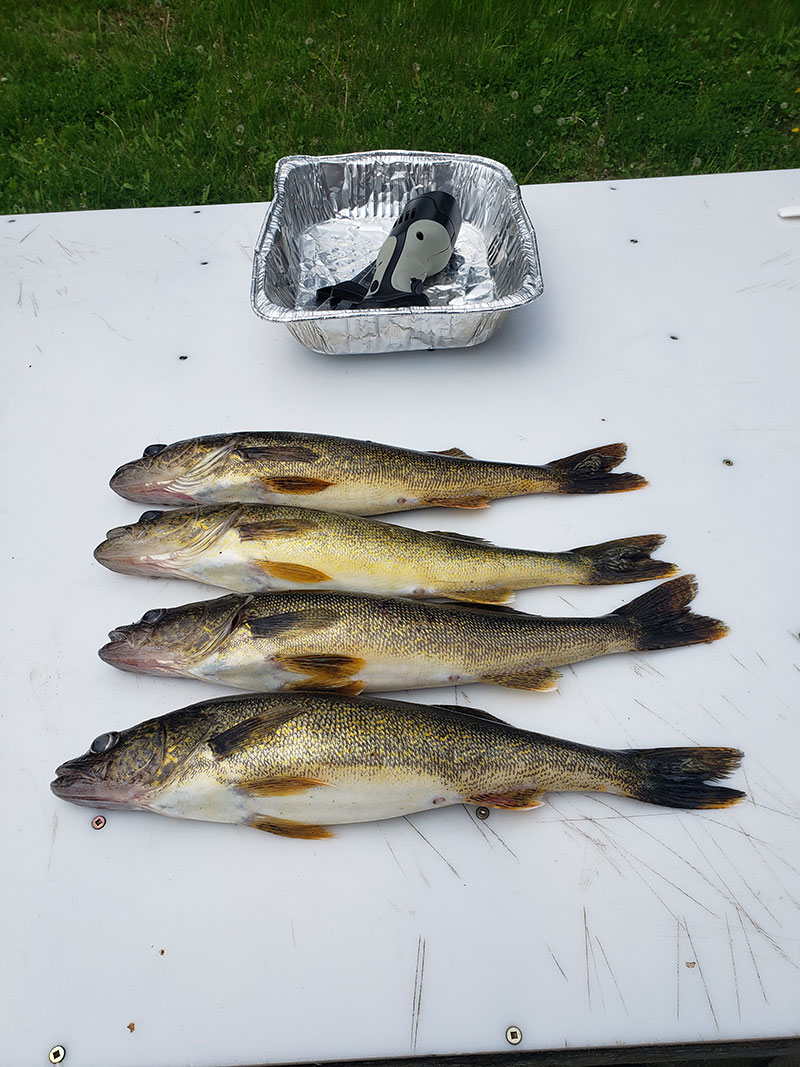 Four walleye laid out on a white cleaning table, with a small foil pan and fishing pliers nearby.