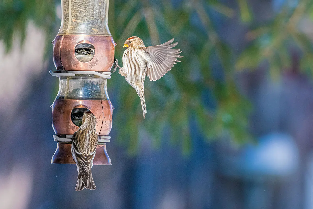 Two common redpolls at a copper bird feeder, one perched and one landing with wings spread.