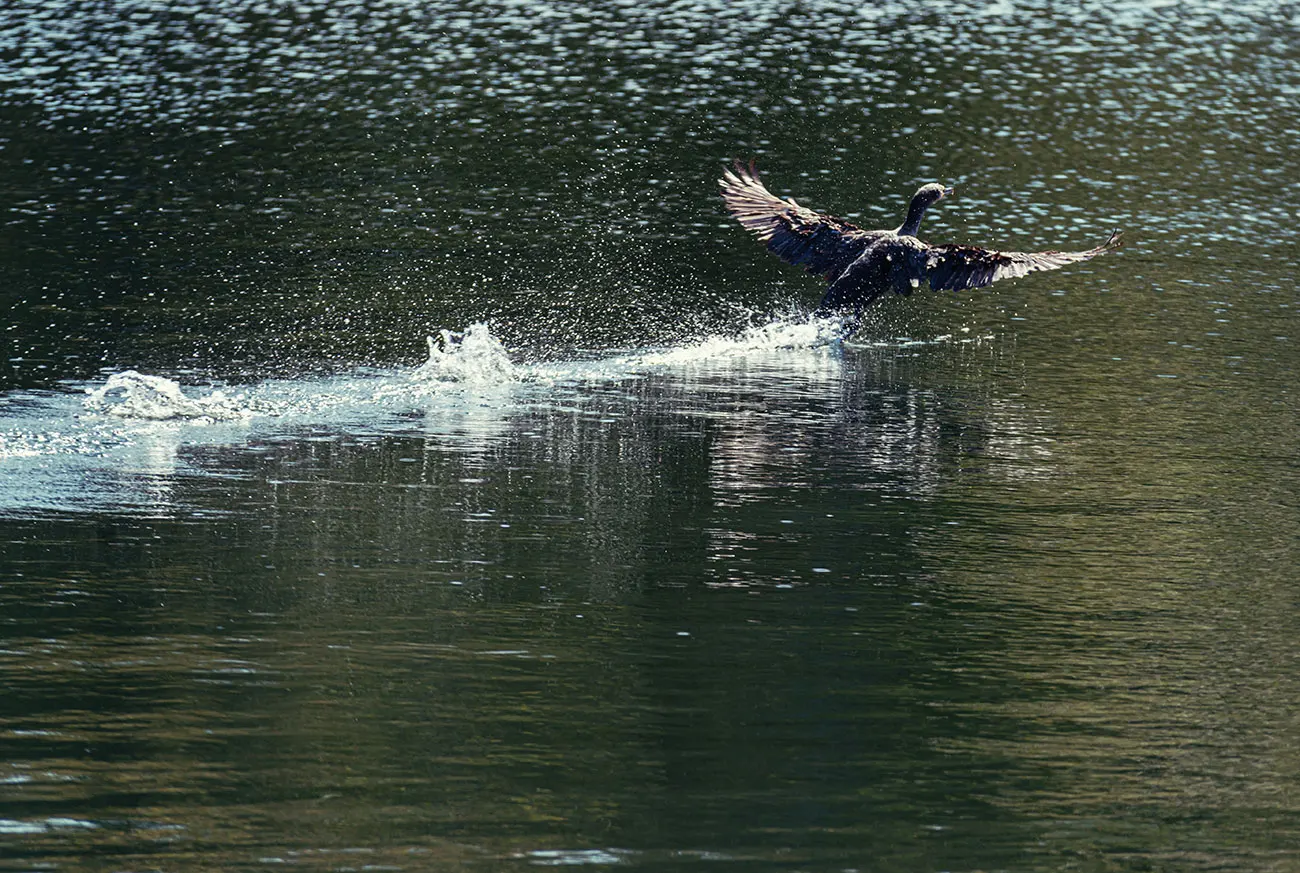 A cormorant skims the surface of Pilot Lake taking flight, wings spread wide, leaving a trail of splashing white water.