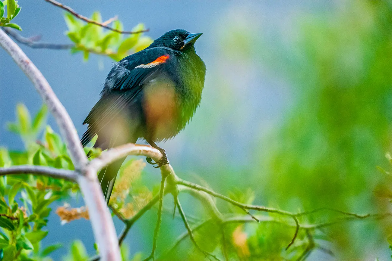 A male red-winged blackbird perched on a leafy branch, showing vivid red and orange wing patches against dark plumage.