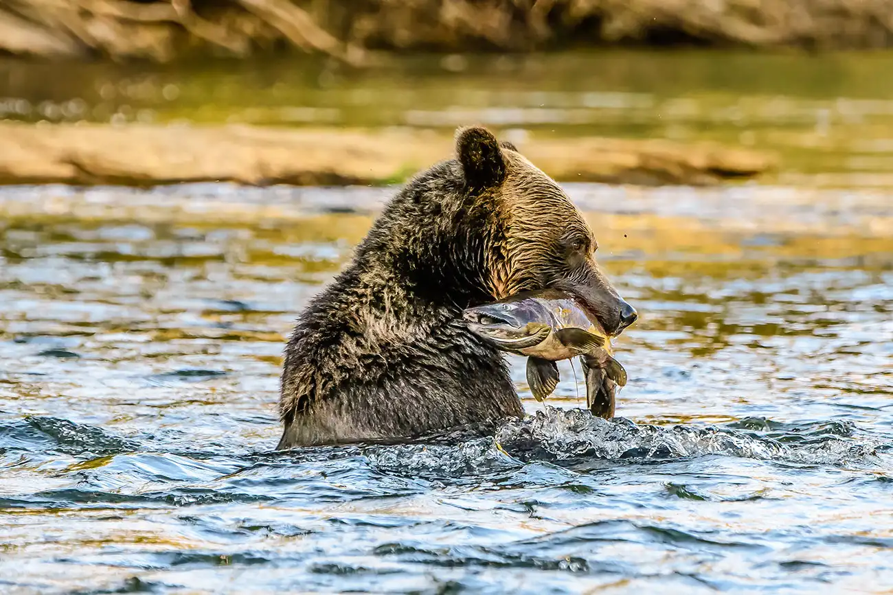 Grizzly bear standing in a river, holding a large salmon crosswise in its jaws.