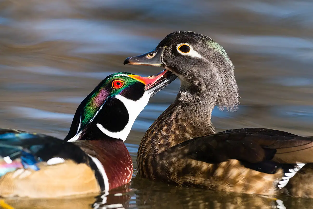 Male and female wood ducks facing each other on calm water, the drake displaying vivid iridescent green plumage and red eye.