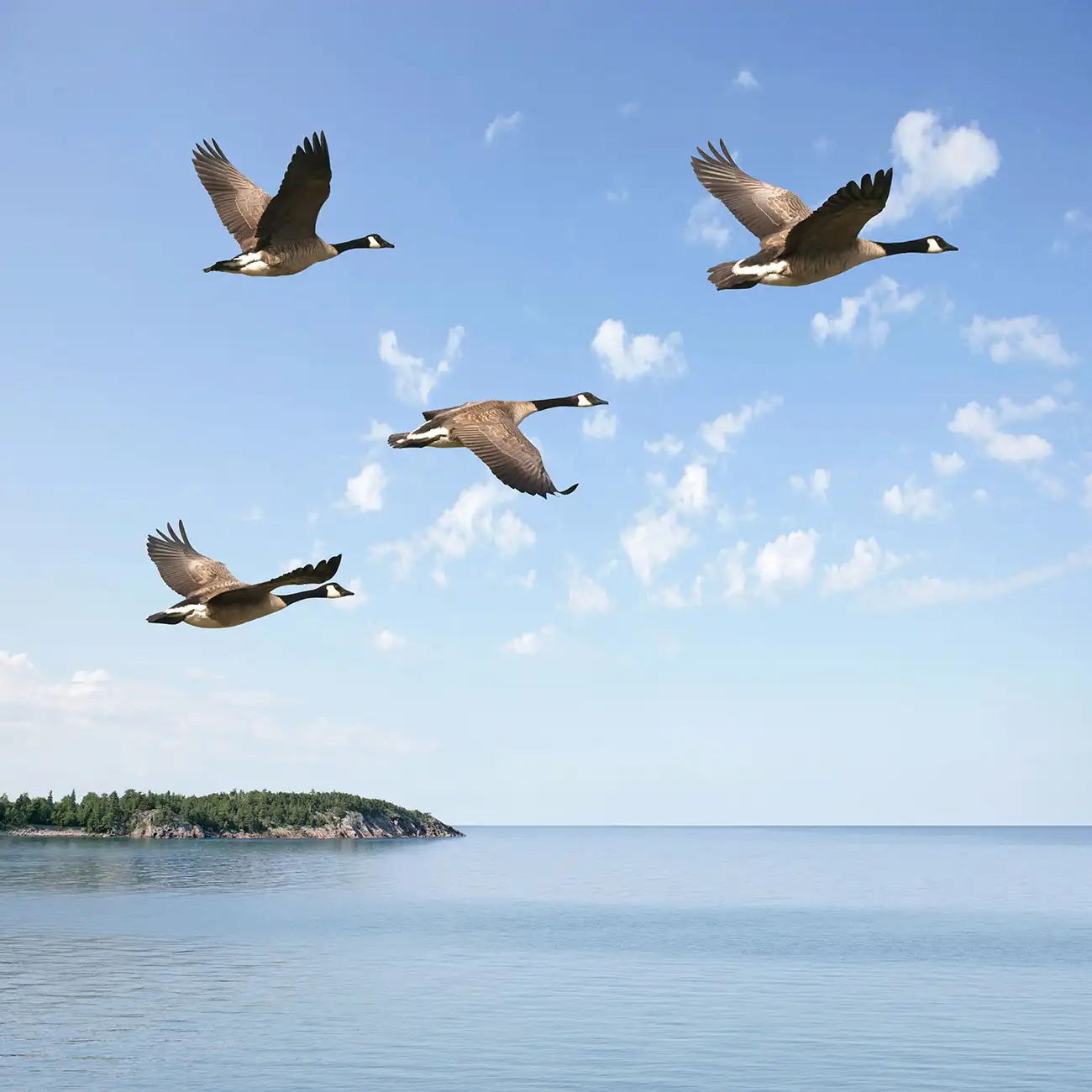 Four Canada geese in flight over calm open water, with a small forested island on the horizon under a blue sky.