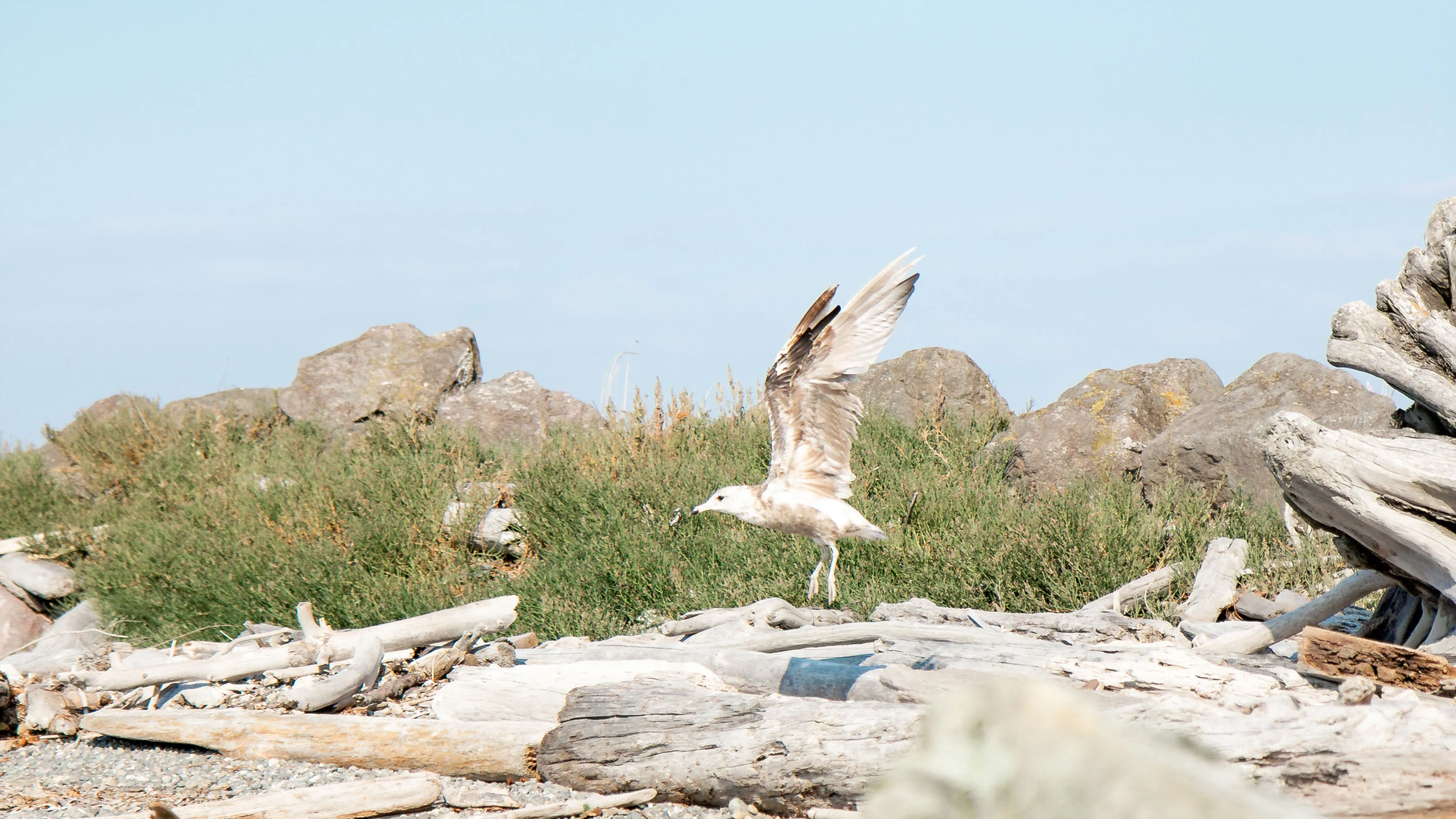 Inlumina Creative Pacific Ocean Road Trip. Seagull on the Washington Pacific Coast.