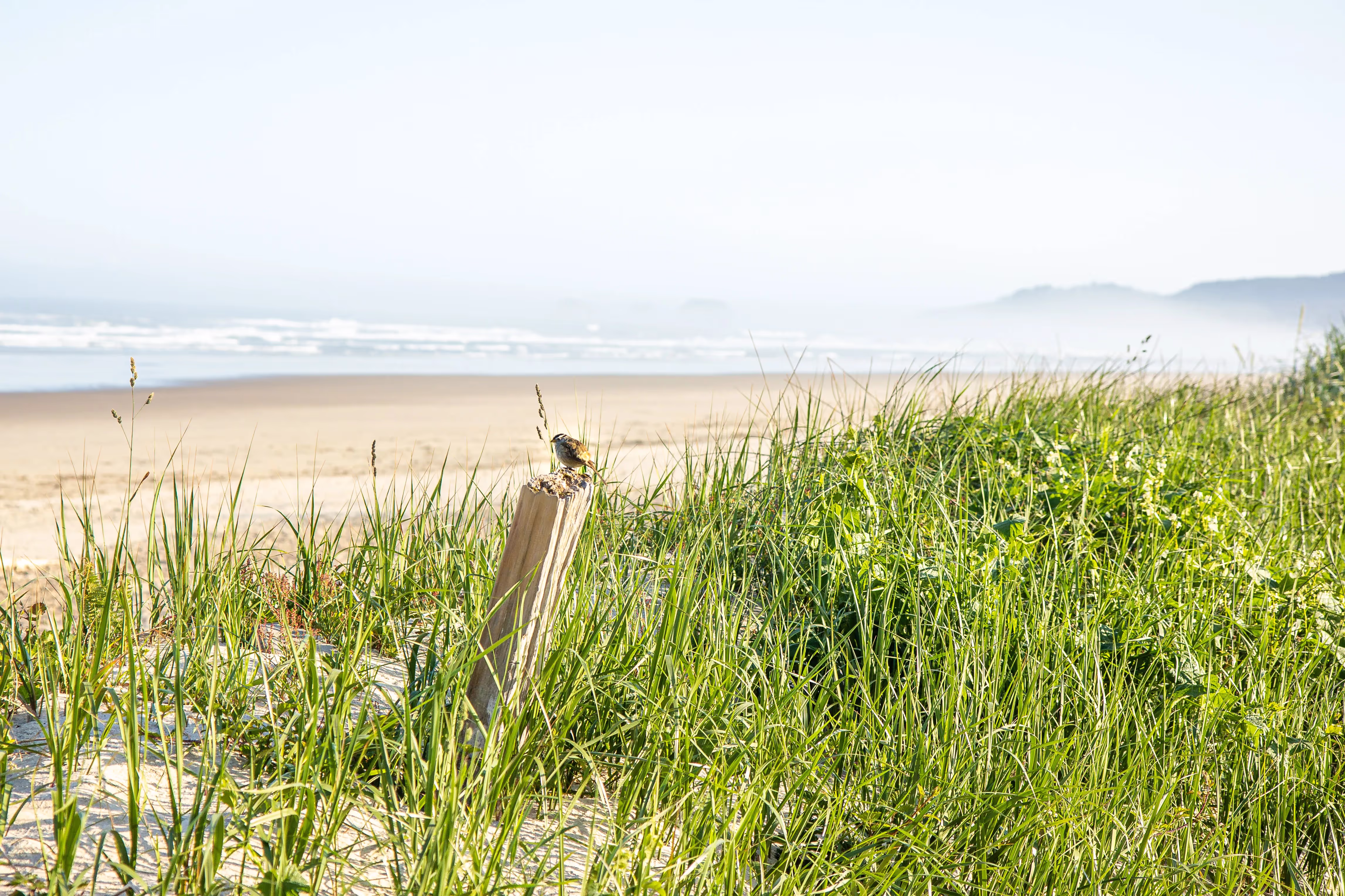 Inlumina Creative Pacific Ocean Road Trip. Oregon Coast Beach in the morning light.