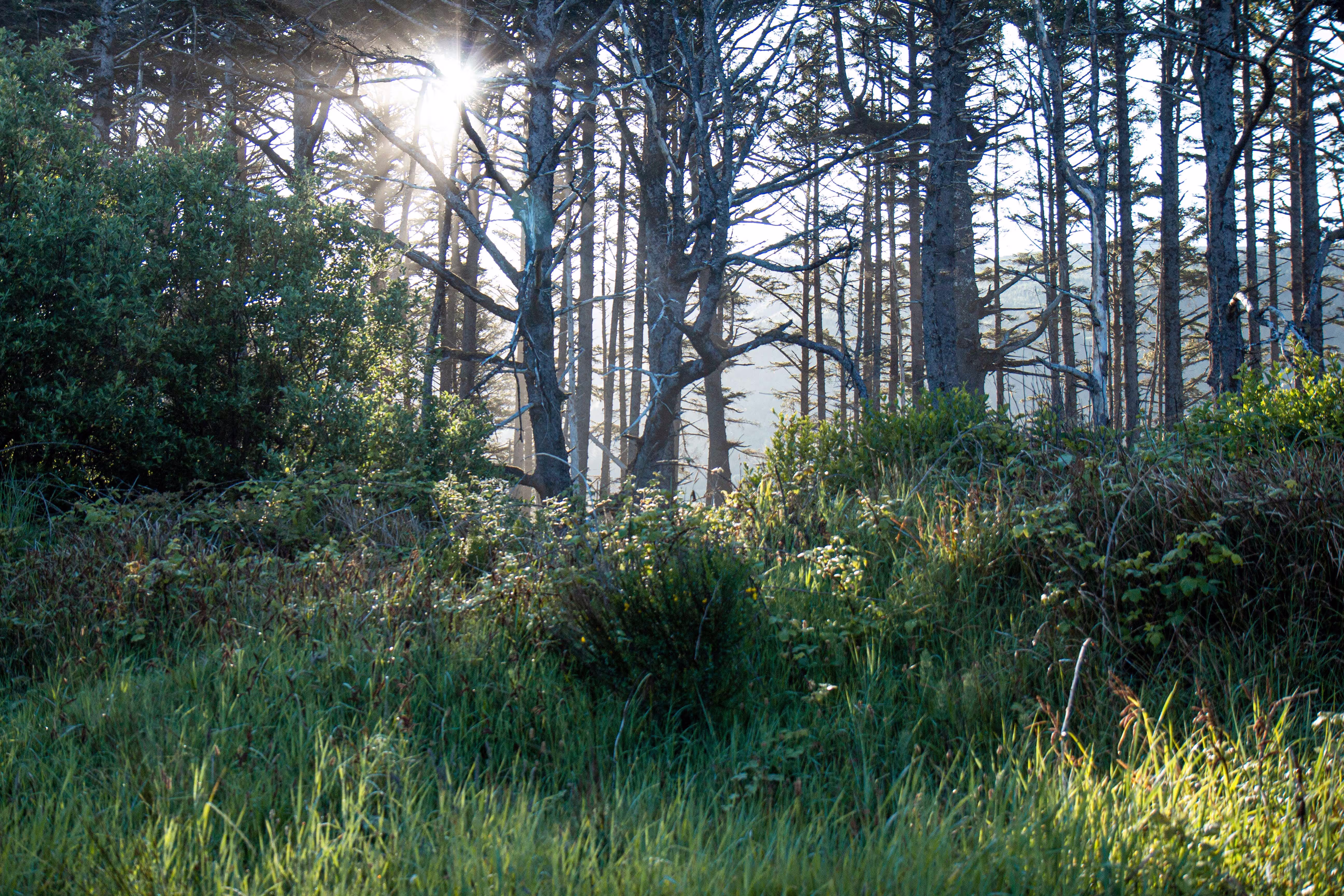 Inlumina Creative Pacific Ocean Road Trip. Oregon Coast Beach in the morning light.