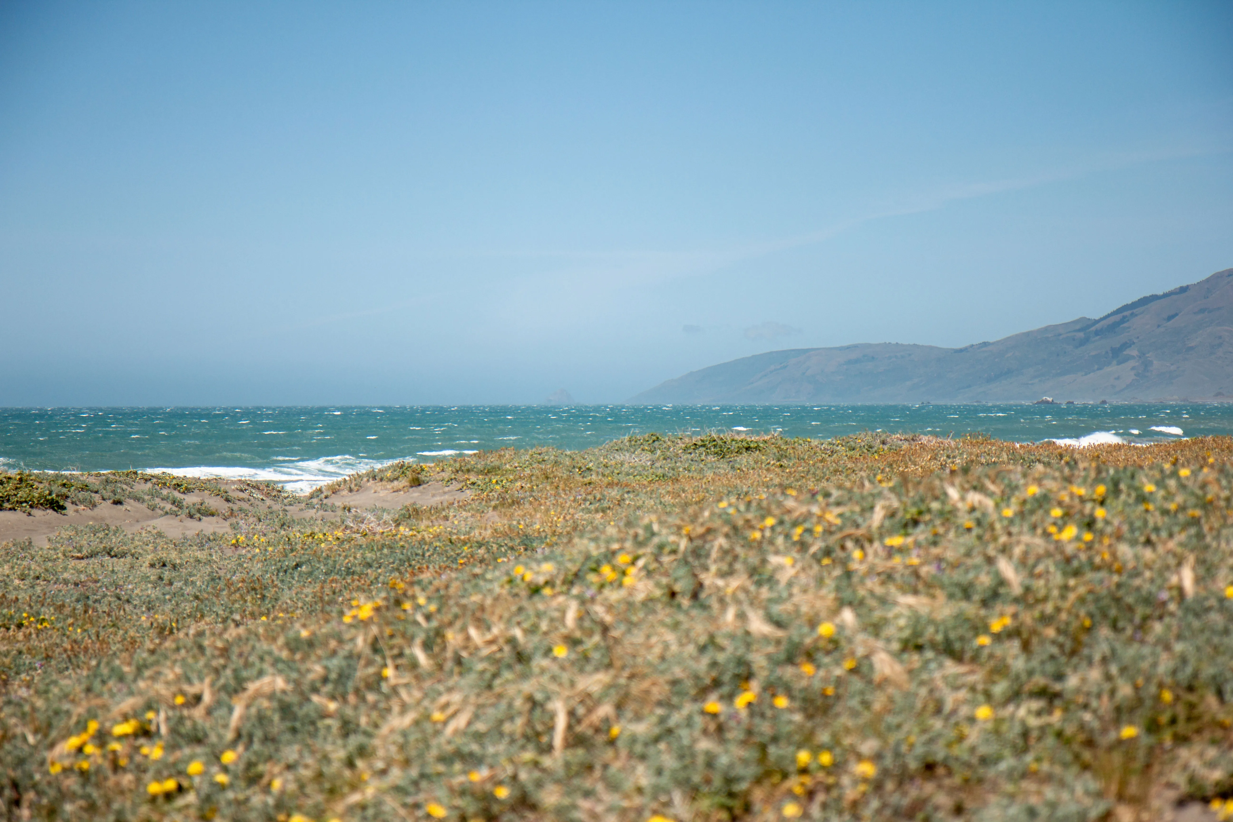 Inlumina Creative Pacific Ocean Road Trip. Ocean view with warm colored flowers in the King Range National Conservation Area.