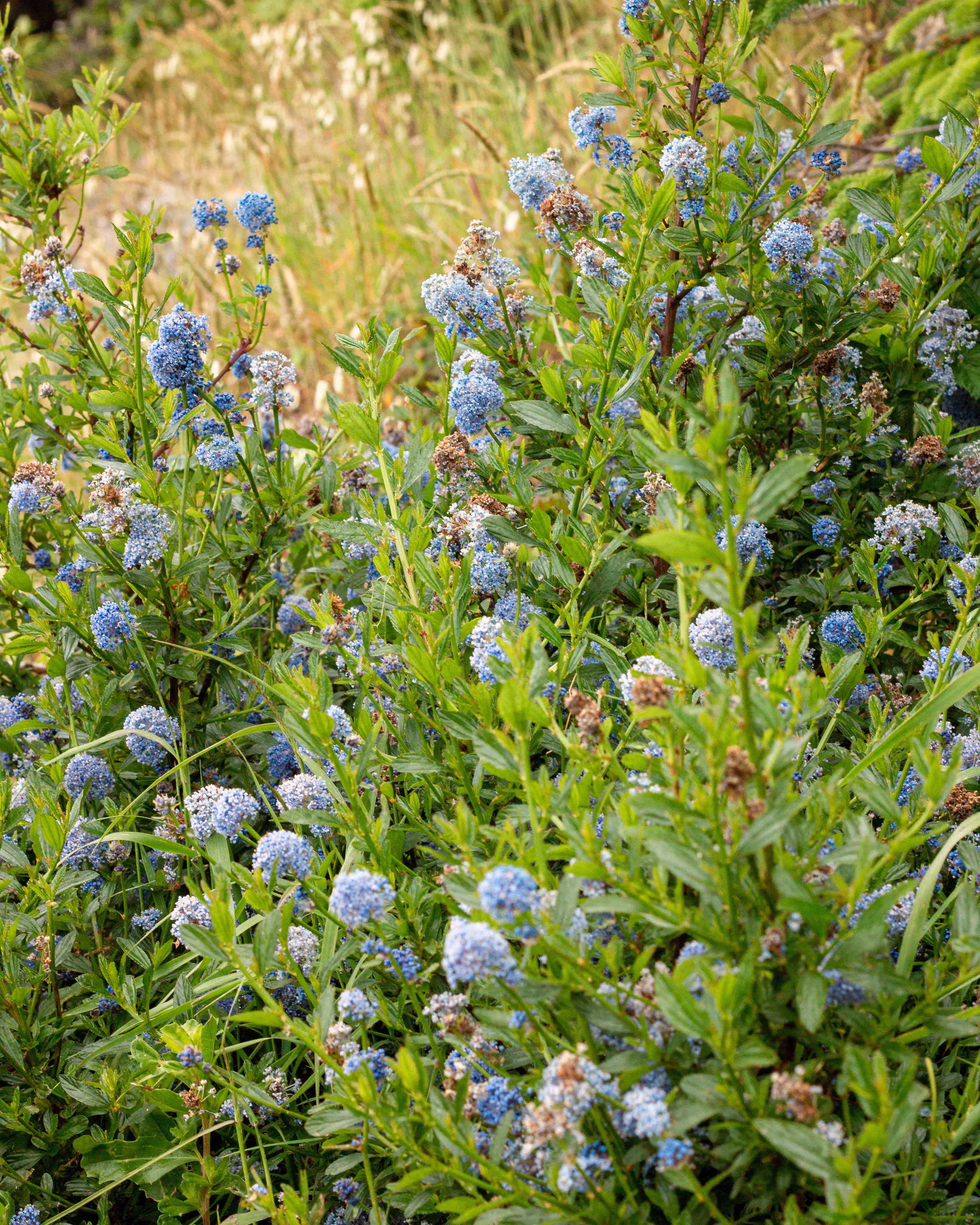 Inlumina Creative Pacific Ocean Road Trip. Blue flowers on the Californian Coast.