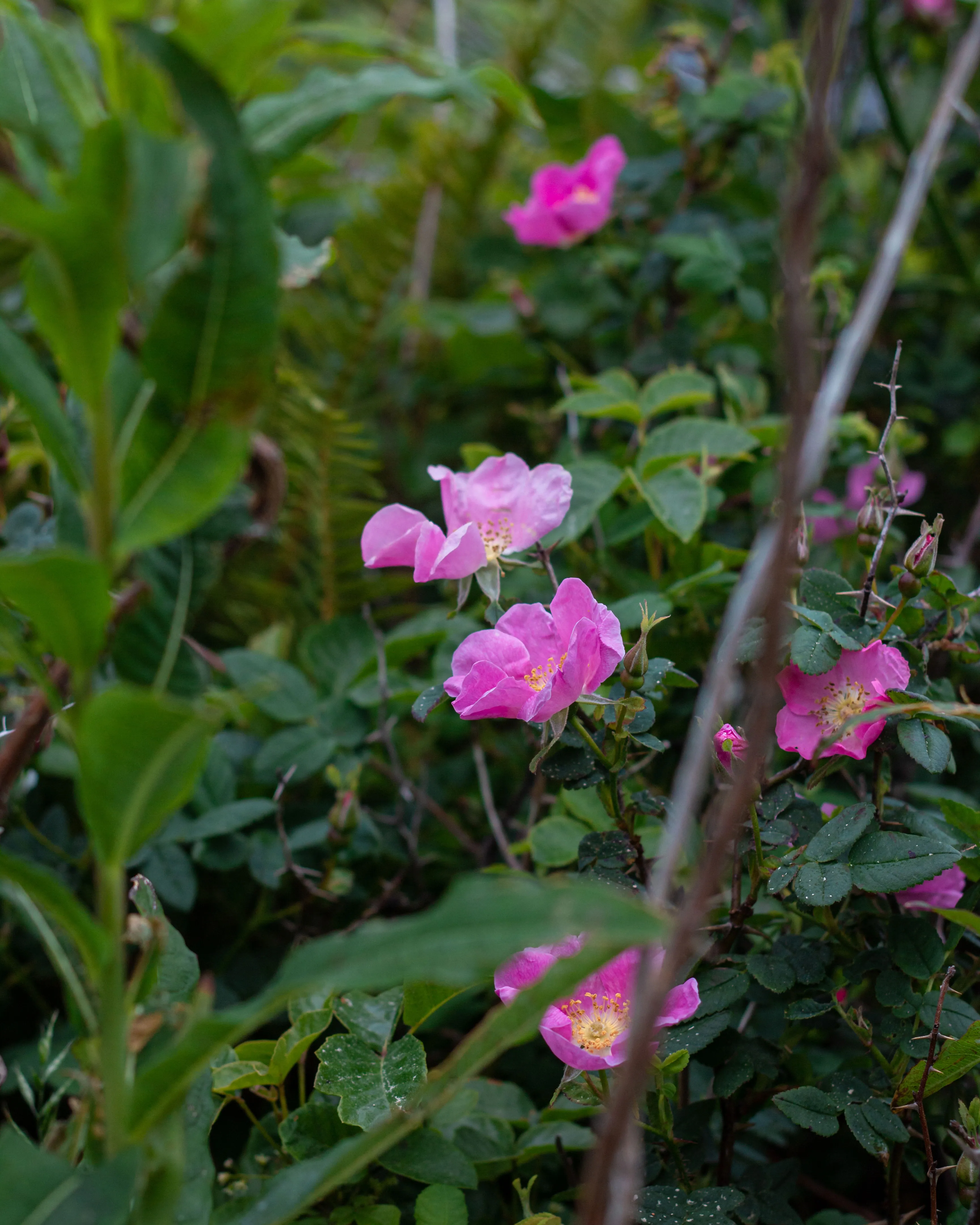 Inlumina Creative Pacific Ocean Road Trip. Roses on the Californian Coast.