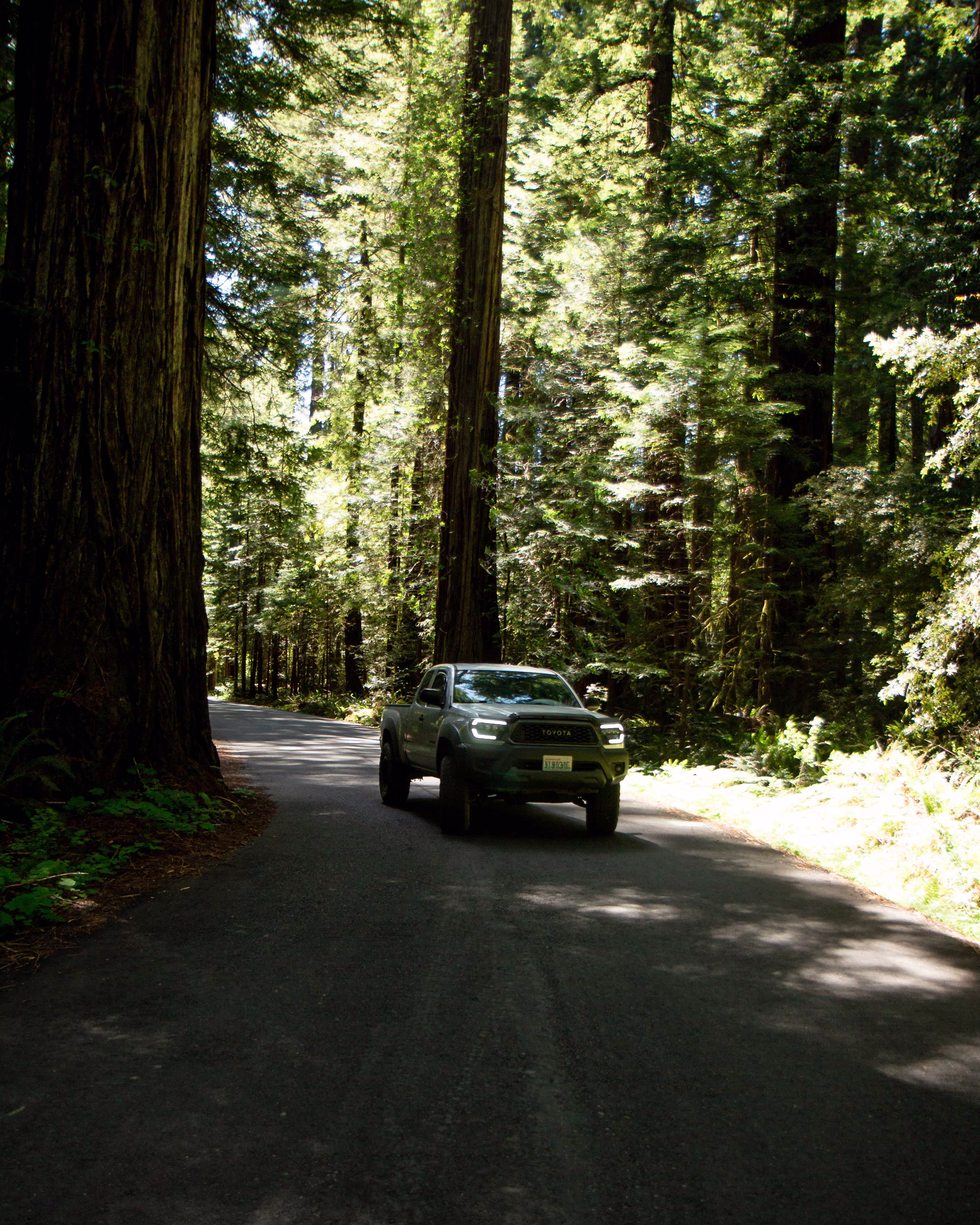 Inlumina Creative Pacific Ocean Road Trip. California Redwood Trees.