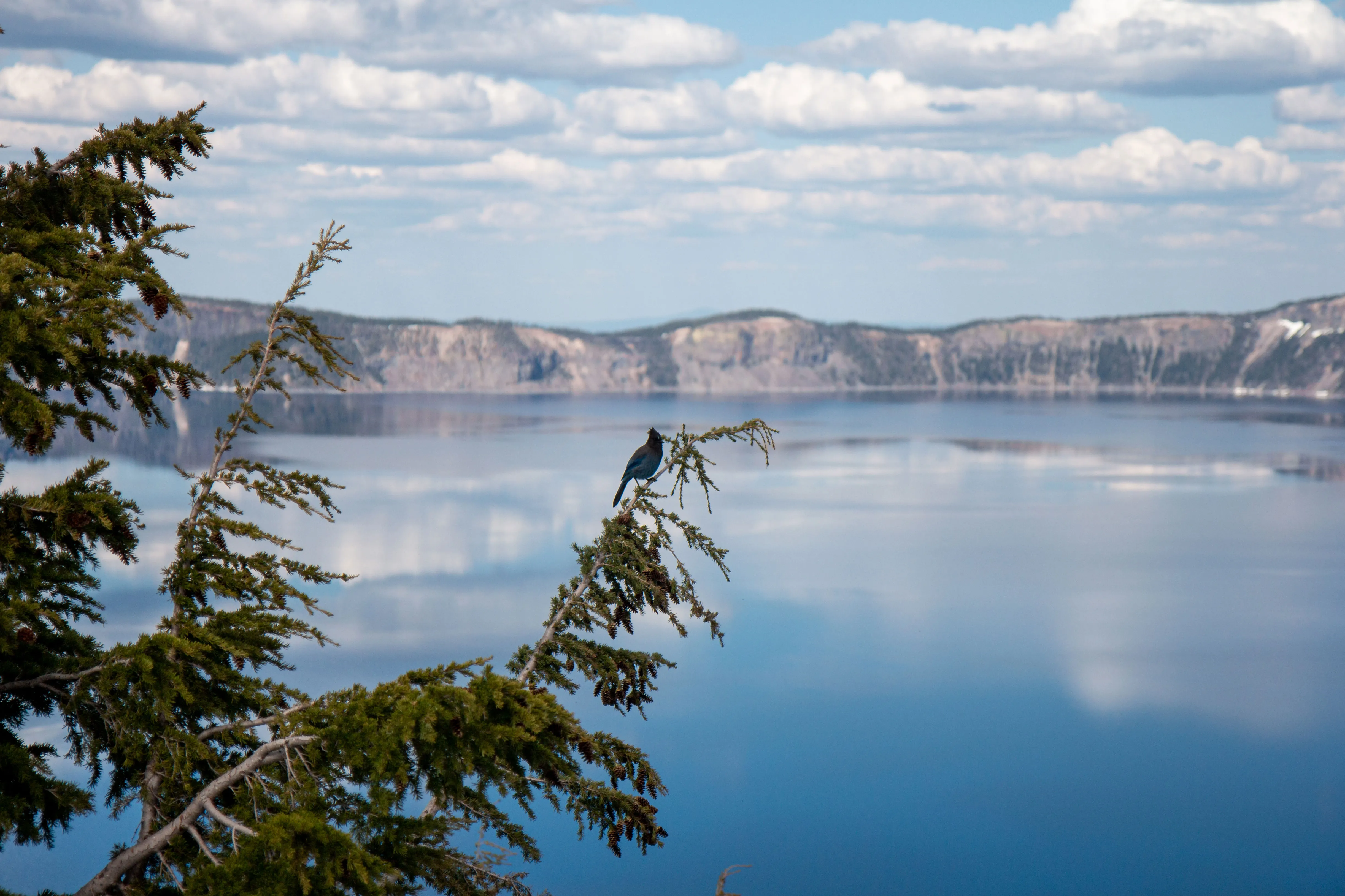 Inlumina Creative Pacific Ocean Road Trip. Crater Lake Photo with Bluejay bird.
