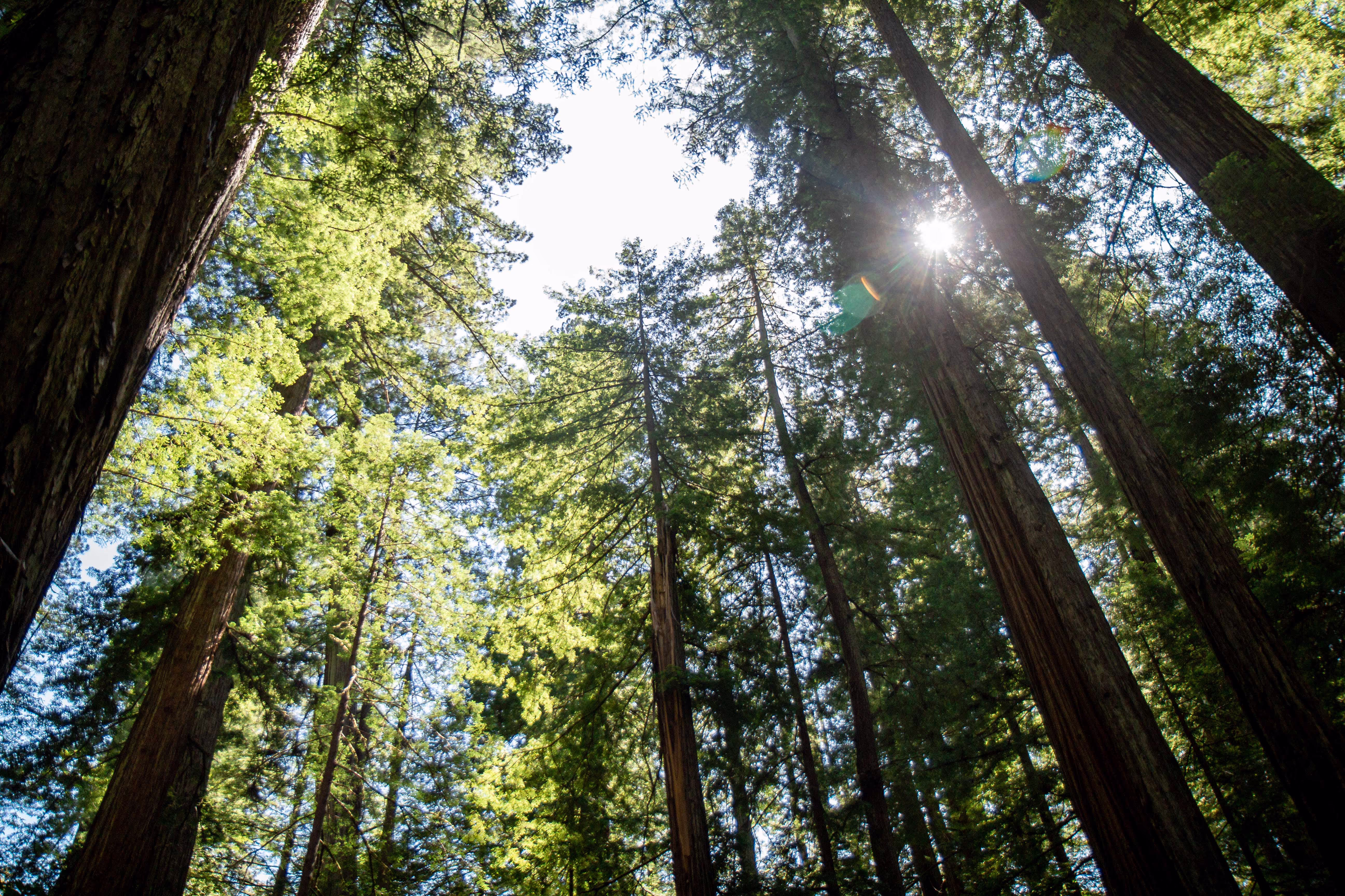 Inlumina Creative Pacific Ocean Road Trip. California Redwood Trees.