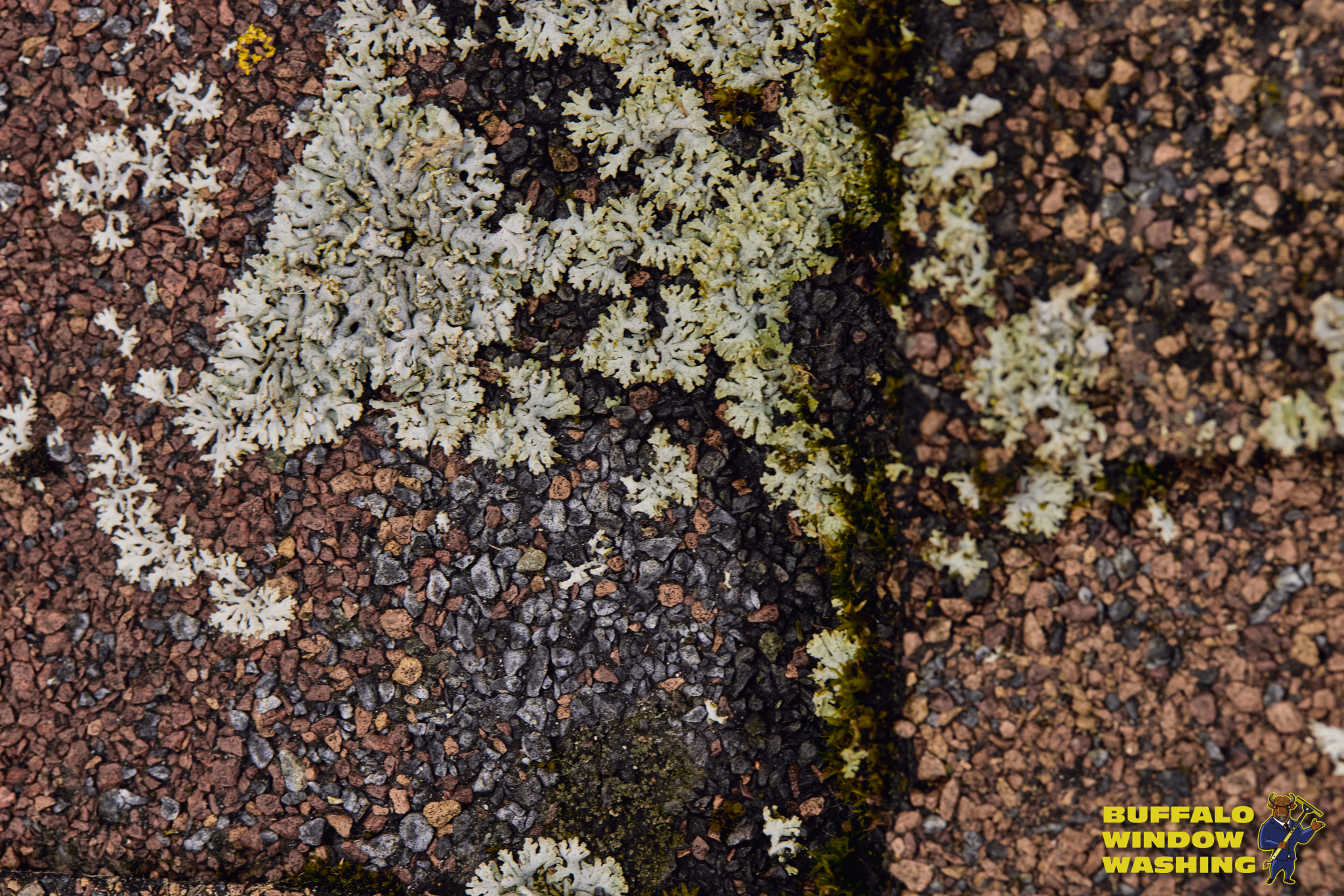 Organic buildup on asphalt shingles