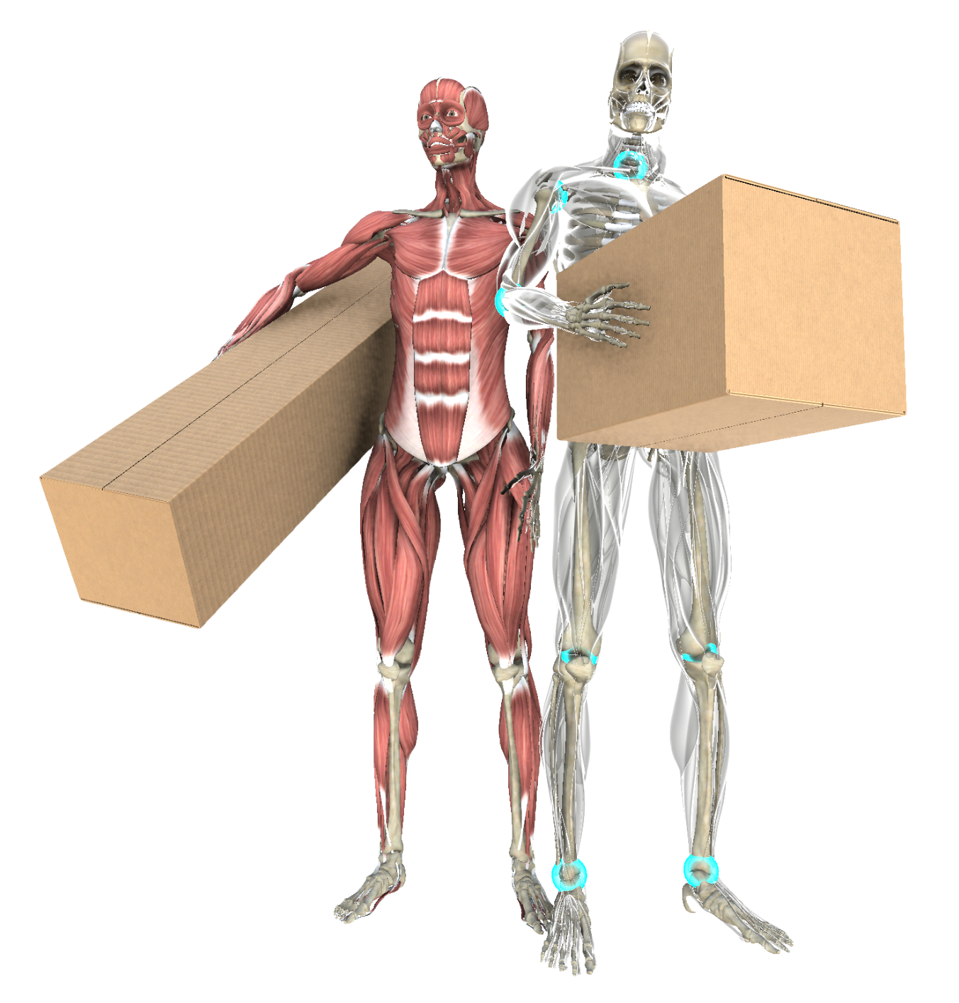 Zwei menschliche Figuren, eine mit sichtbaren Muskeln und die andere mit sichtbarem Skelett und Muskeln, tragen große Kartons.
