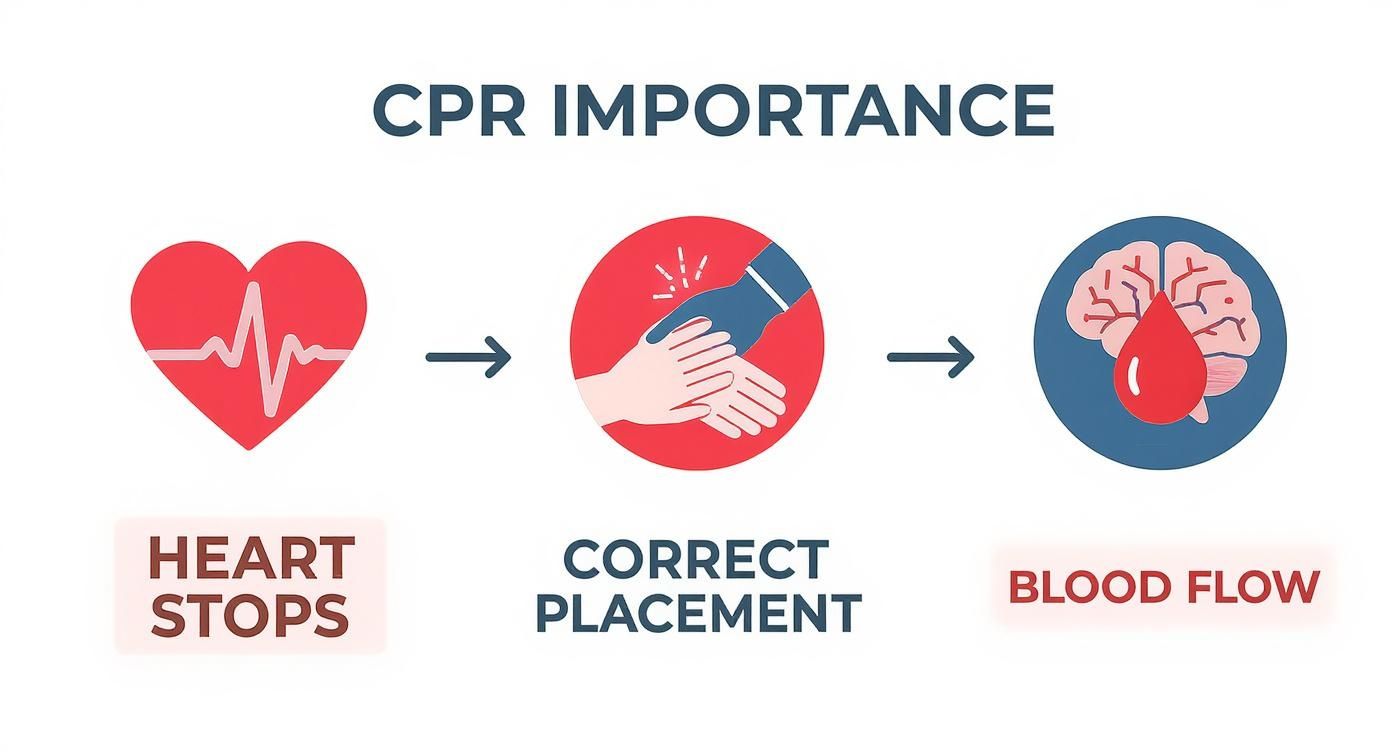 Infographic about proper hand placement for cpr