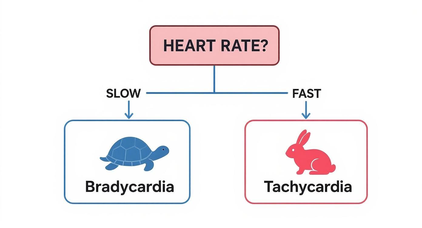 Medical diagram showing heart rate classification with turtle representing bradycardia and rabbit representing tachycardia