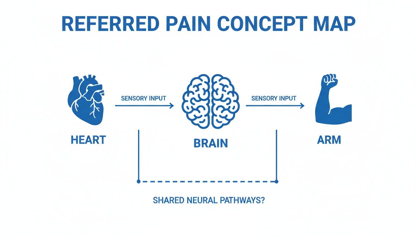 Diagram showing referred pain; heart input to brain, perceived in arm, suggesting shared neural pathways.