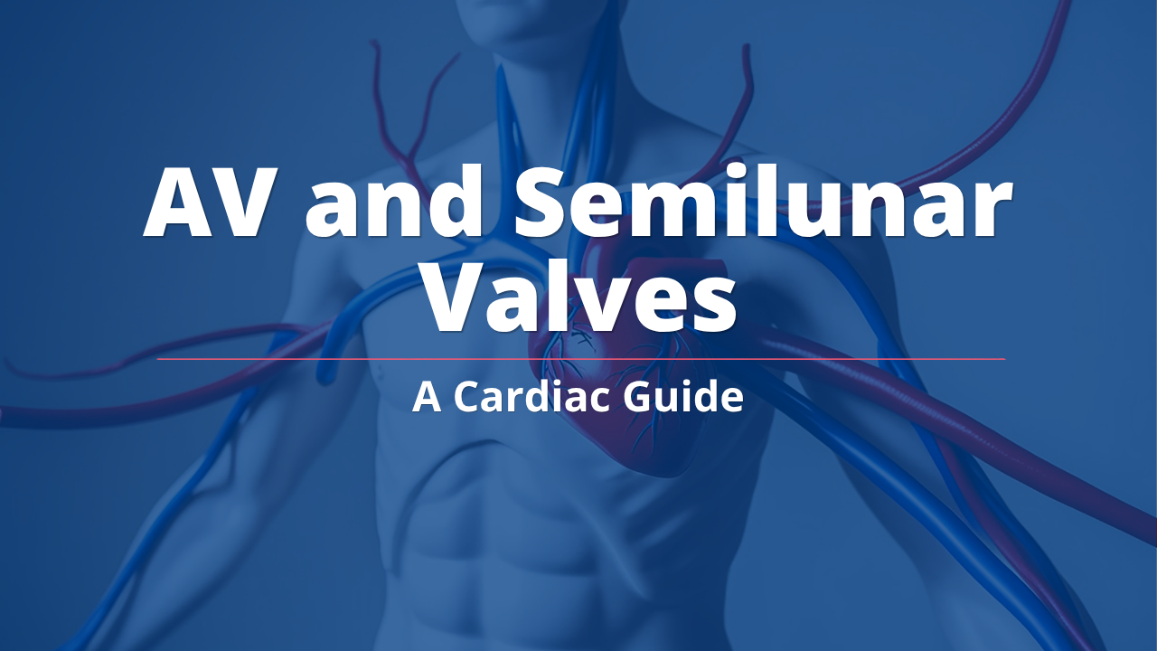 AV and Semilunar Valves: A Cardiac Guide