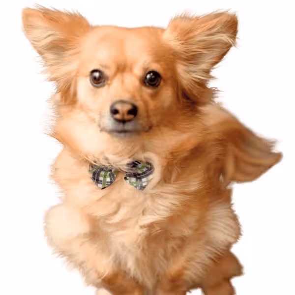 Hugo, Director of Treats, EcoShield Exteriors located in Englewood, CO