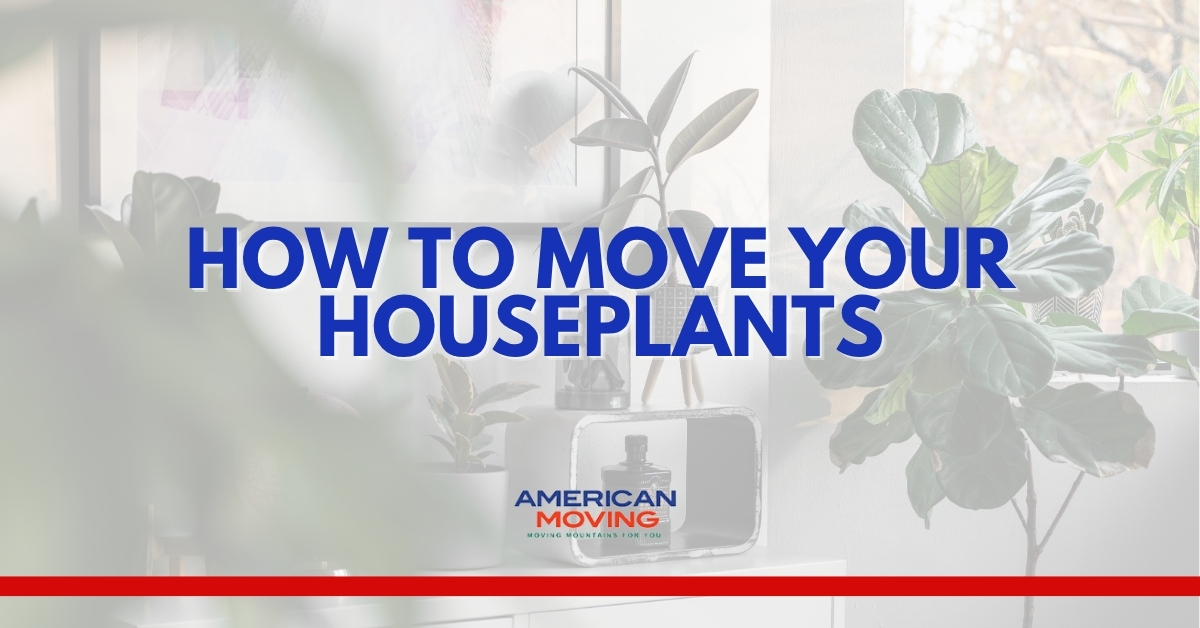 How To Move Your Houseplants