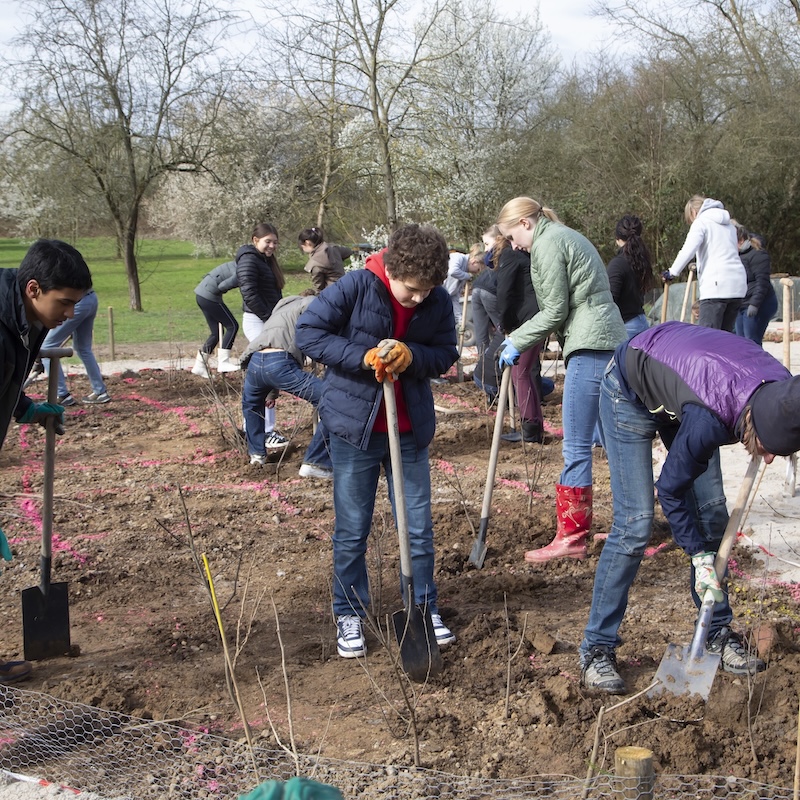 TinyForest Goethe-Universität Frankfurt