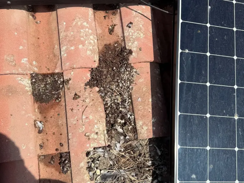 solar panel pigeon protection