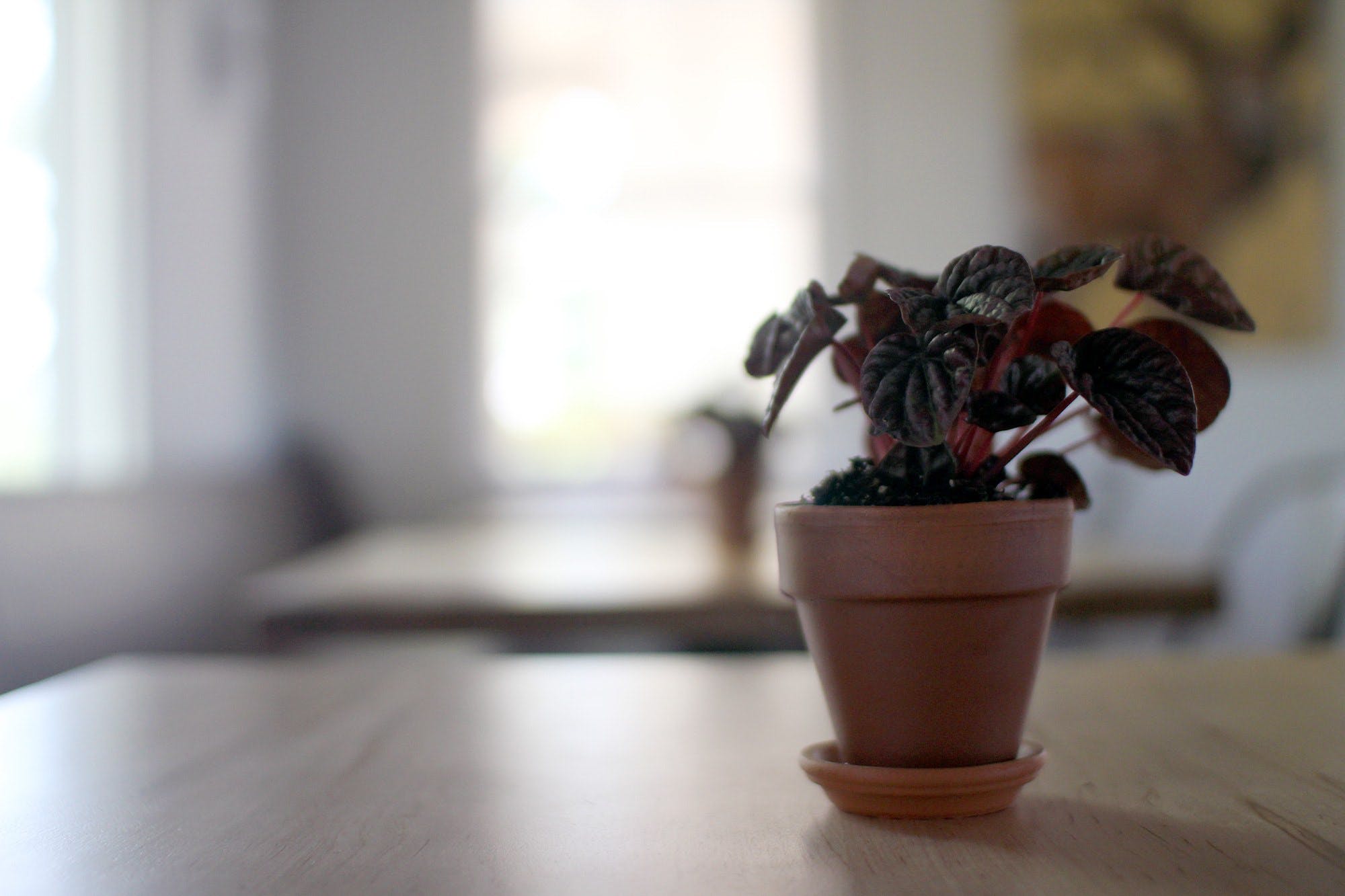 Plant on a table