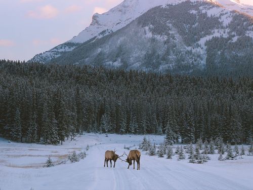 2 Elk fighting in Jasper National Park on a SunDog Wildlife Tour