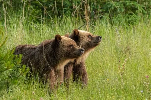 Bears in a grassy field in summer on SunDog Widlife Tours